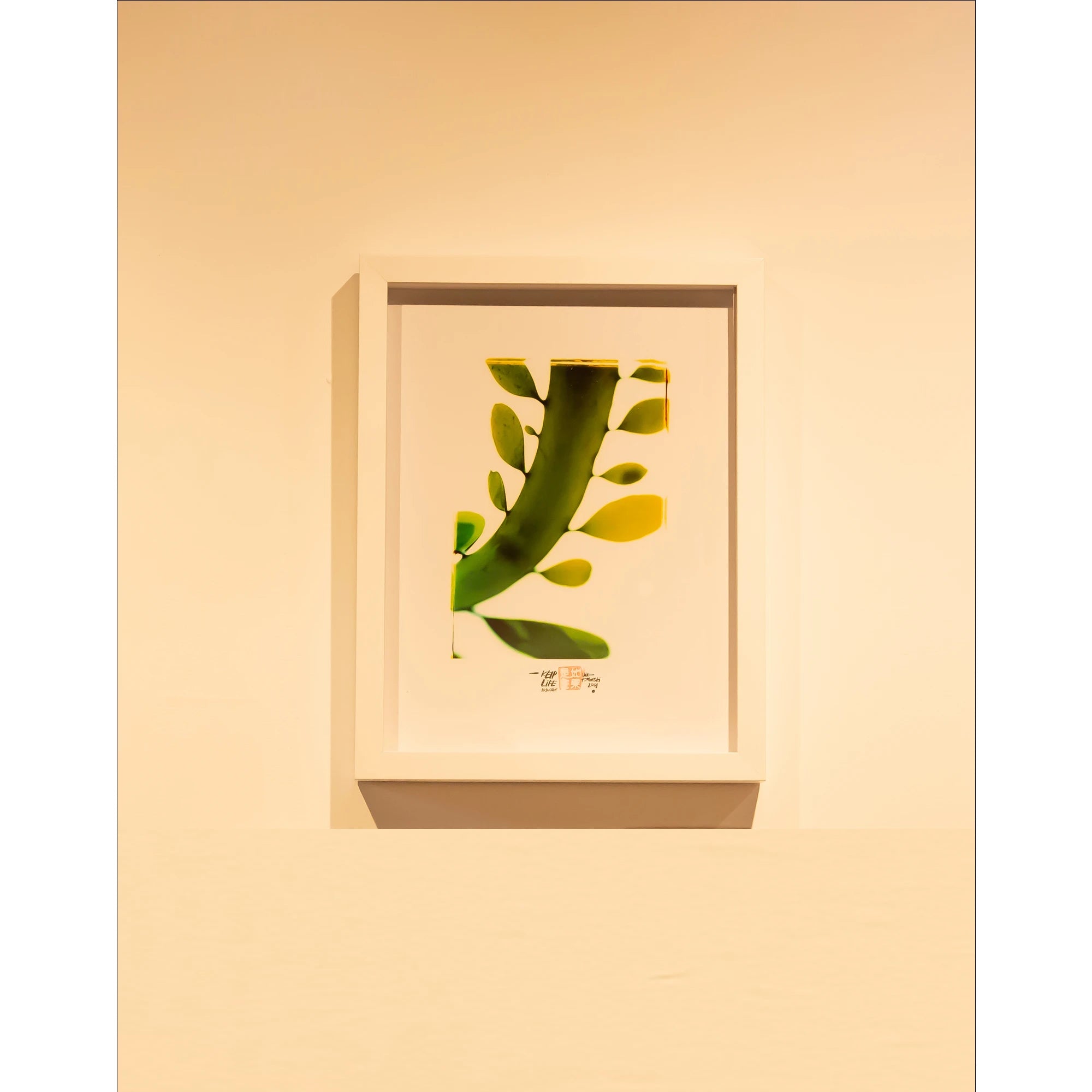 KELP