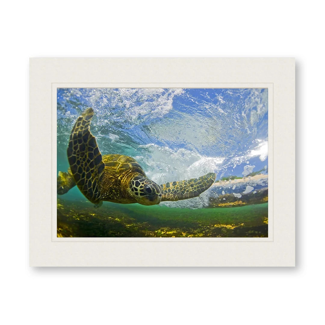 FLYING HONU