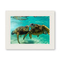 HONU LOVE