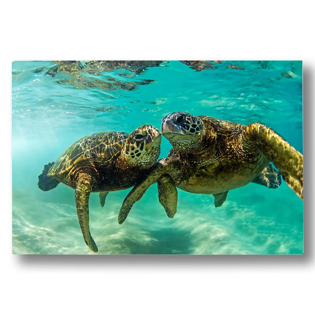 HONU LOVE