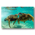 HONU LOVE