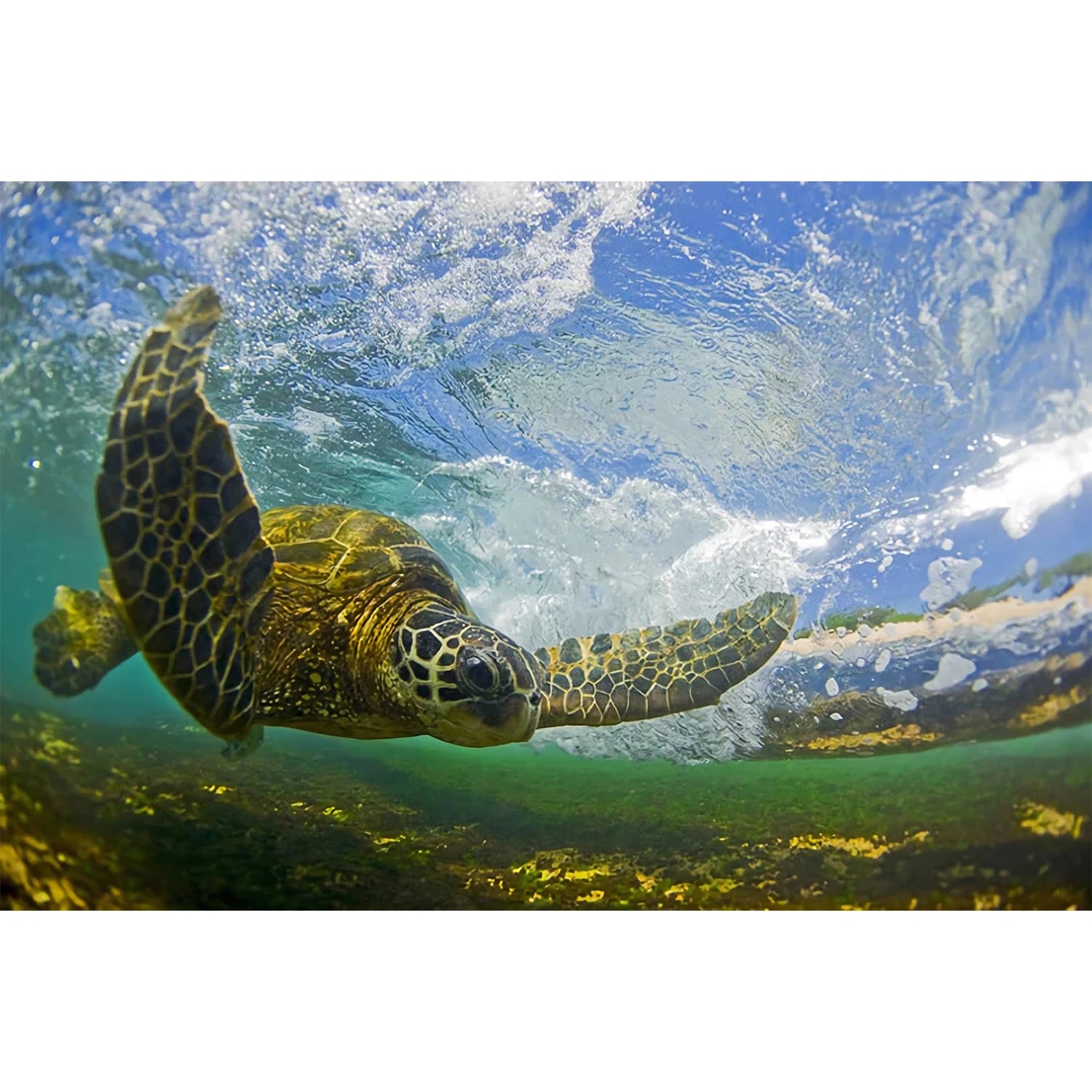 FLYING HONU