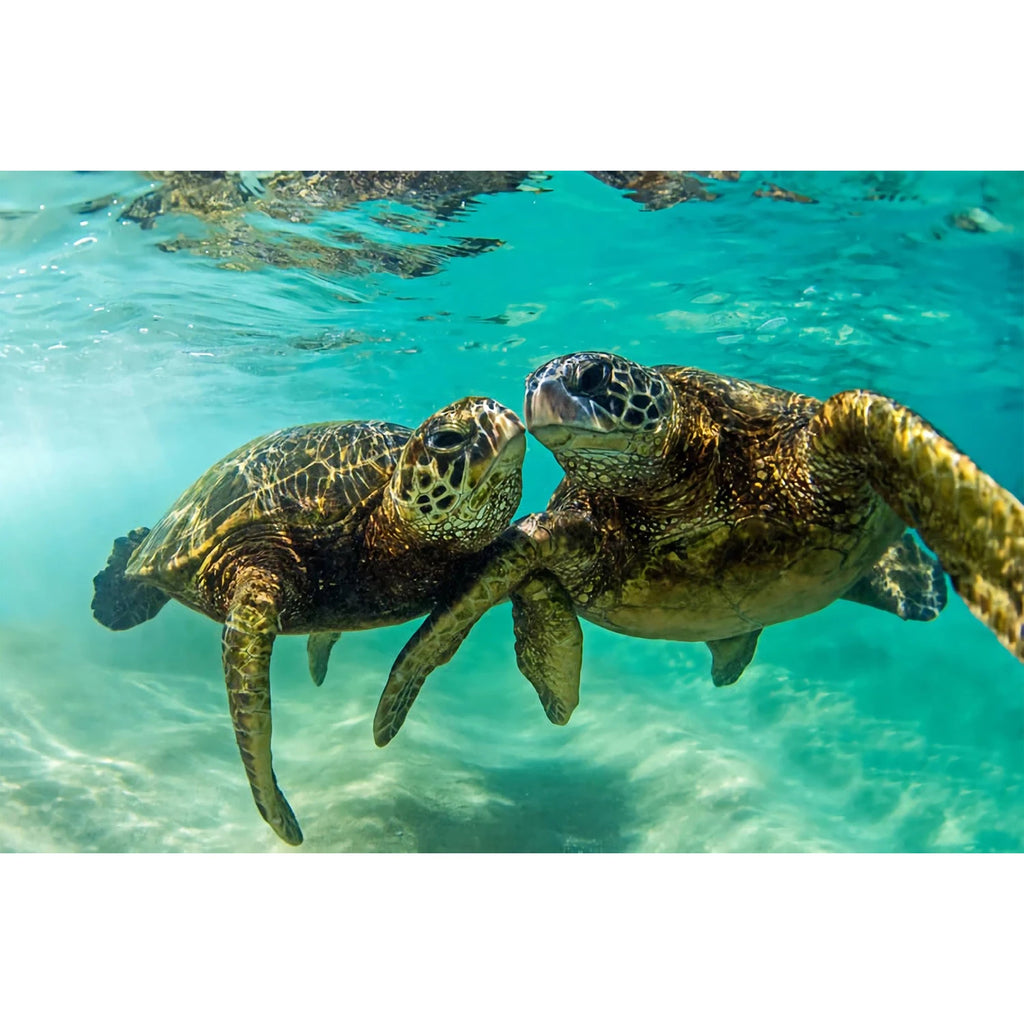 HONU LOVE