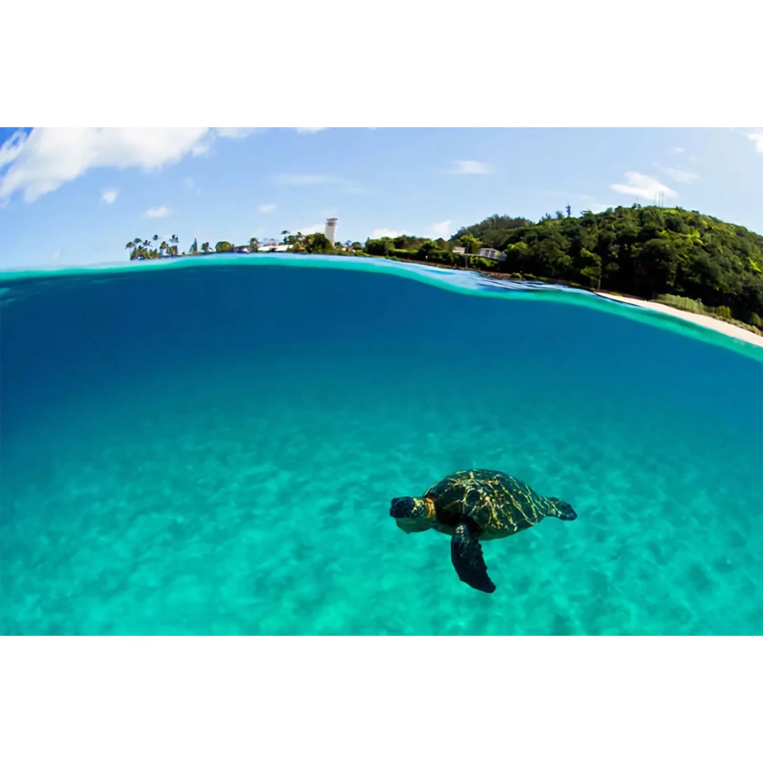 HAPPY HONU
